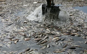 découvrez les causes, conséquences et solutions à la crise de l'eau en irak, un enjeu crucial qui affecte la population, l'agriculture et la stabilité régionale.