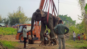 découvrez l’histoire émouvante d’un éléphant indien blessé, les causes de sa blessure, les efforts de sauvetage et les actions menées pour sa réhabilitation et sa protection dans son habitat naturel.