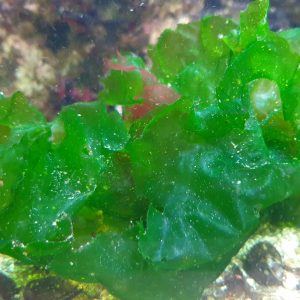découvrez la laitue d'eau du salvador : une plante aquatique décorative idéale pour bassins et aquariums, appréciée pour sa beauté et son rôle épurateur naturel de l'eau.