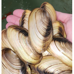 découvrez comment les moules d'eau douce agissent comme sentinelles naturelles pour détecter la présence de polluants dans les écosystèmes aquatiques.