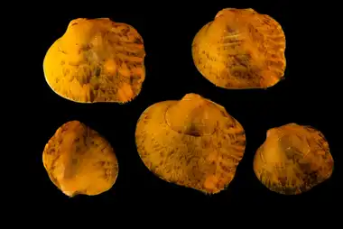 découvrez le rôle des moules d'eau douce comme sentinelles naturelles pour détecter la présence de polluants dans les écosystèmes aquatiques.