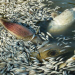 découvrez les causes, les conséquences et les solutions pour lutter contre la pollution de l'eau, un enjeu crucial pour la santé et l'environnement.