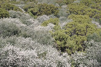 les plantes de mesquite en afrique du sud consomment excessivement l'eau et contribuent à la dégradation des sols, posant des défis environnementaux majeurs.