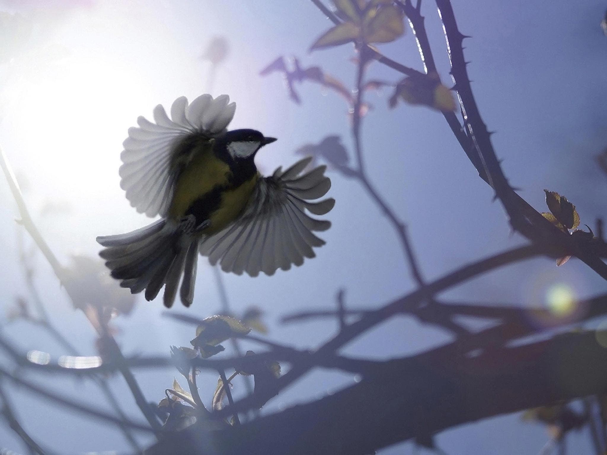 découvrez les vainqueurs des british wildlife awards, mettant à l'honneur les photographes exceptionnels qui capturent la beauté et la diversité de la faune britannique.